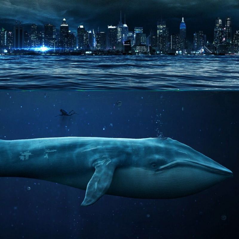 深夜鲸鱼