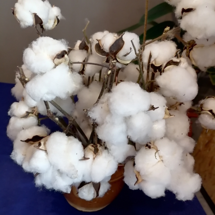 女性性格耿介刚直