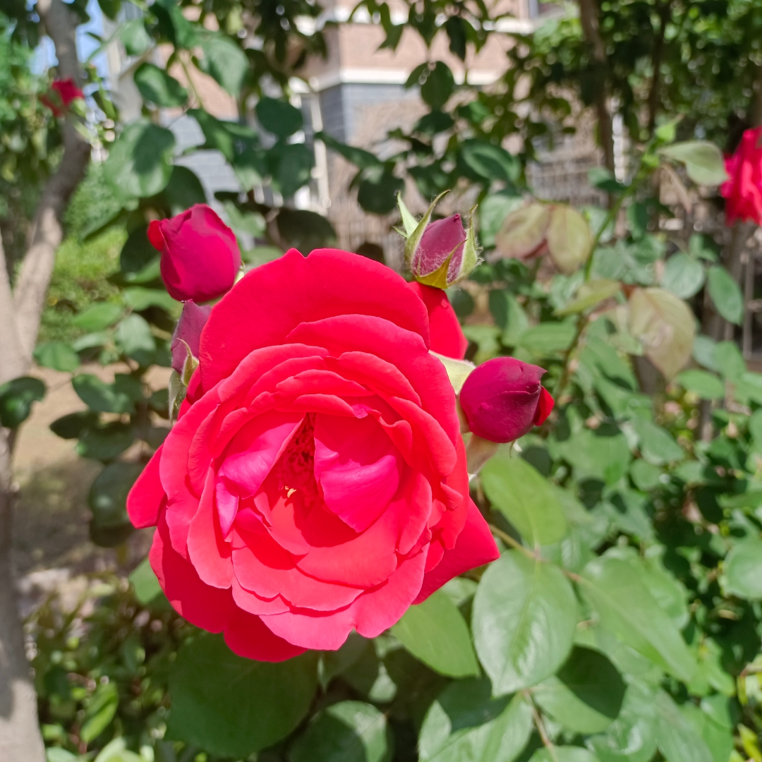 分角色游戏