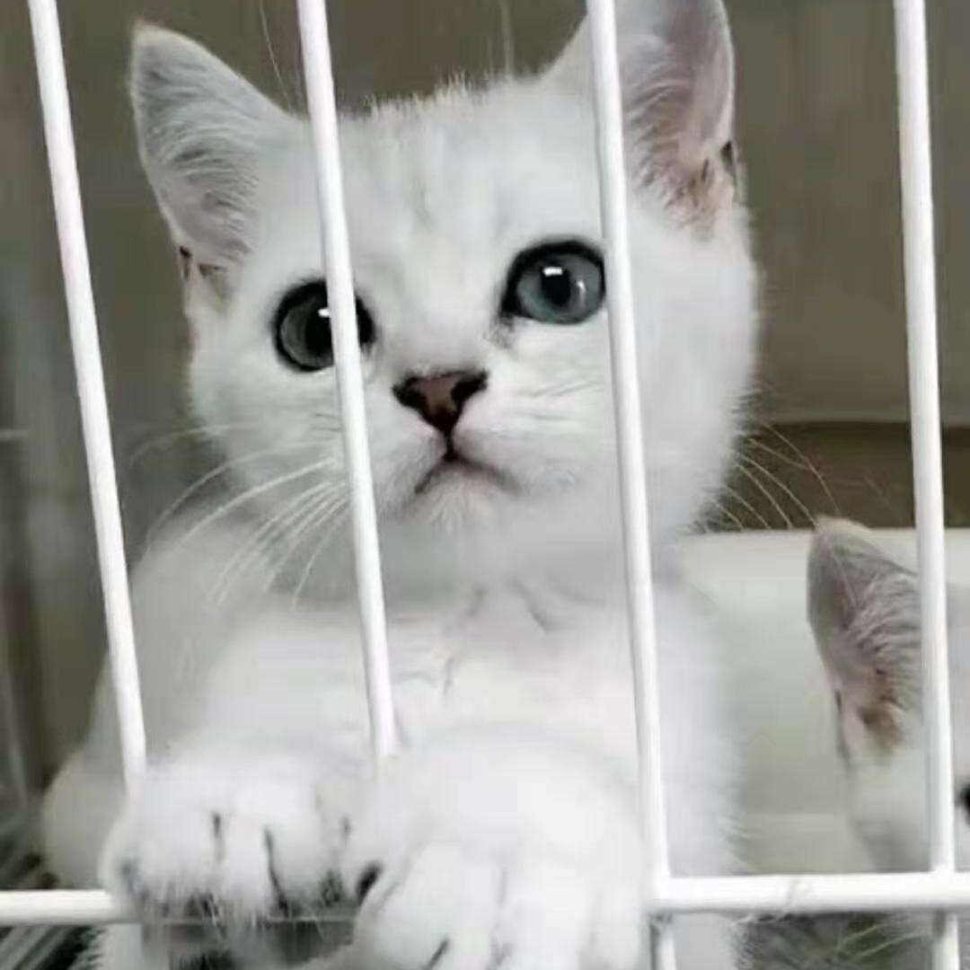 春春的春