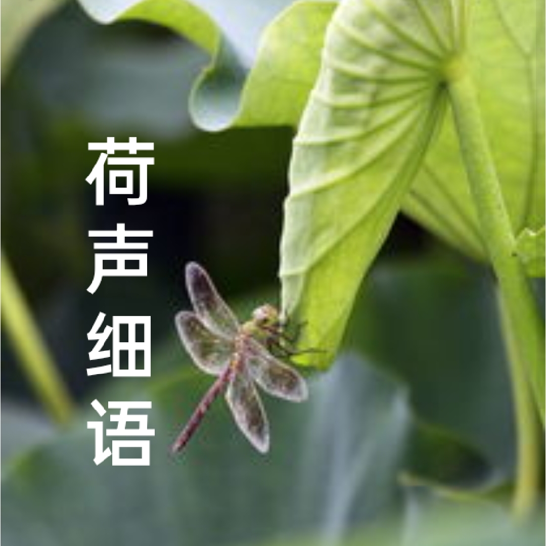 荷声细语