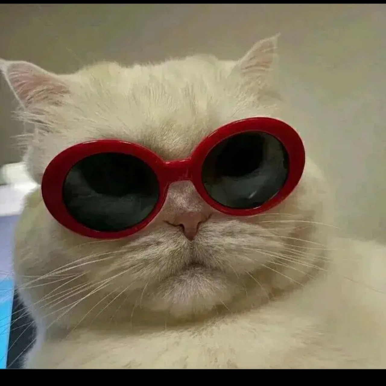 老猫段子铺