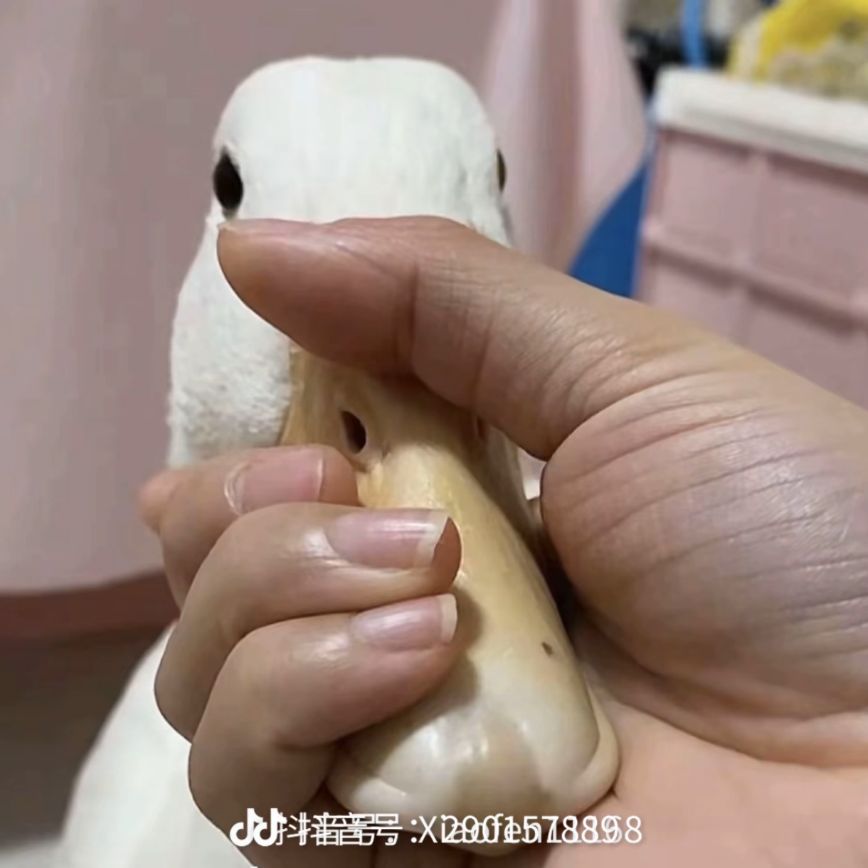 一年级下册人教版