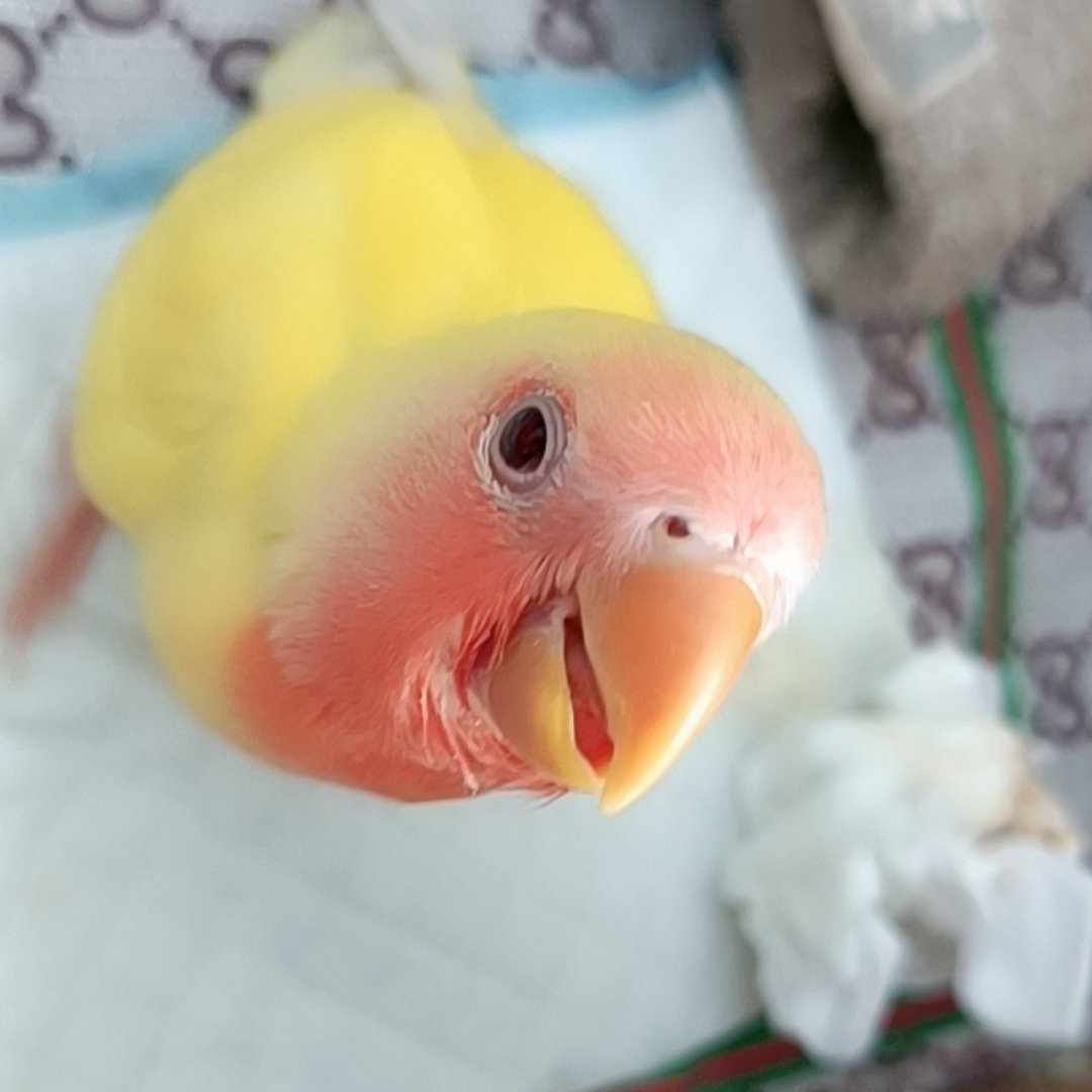 春