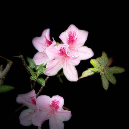 在水一方陪伴