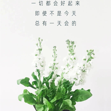 每日一句，带你走出迷茫