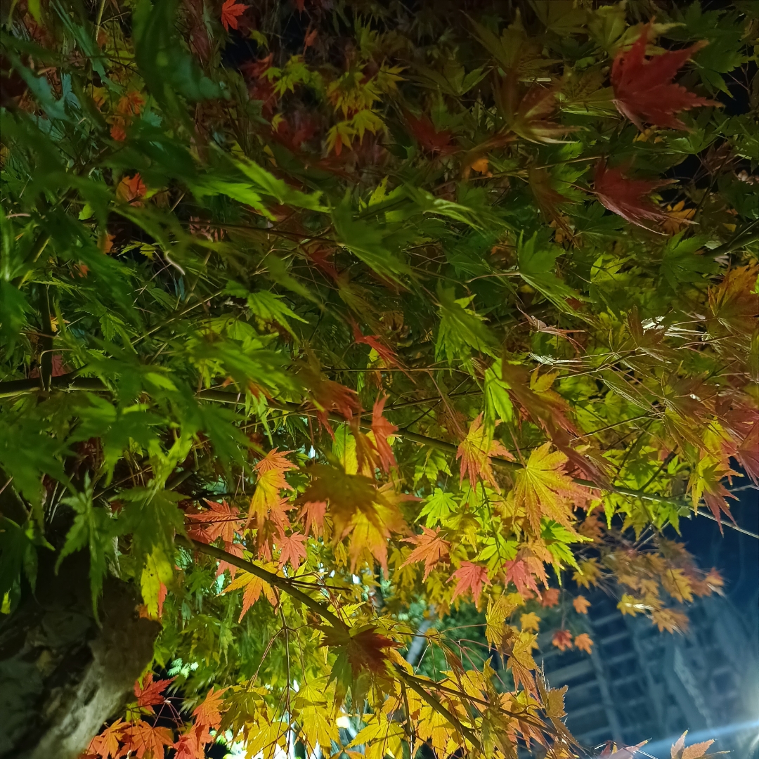 声音的故事