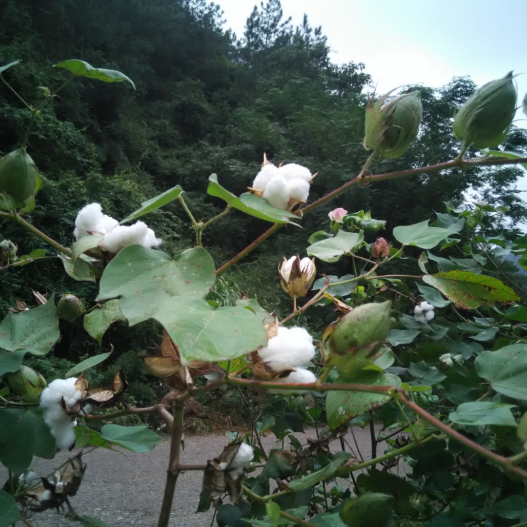 海贝致远
