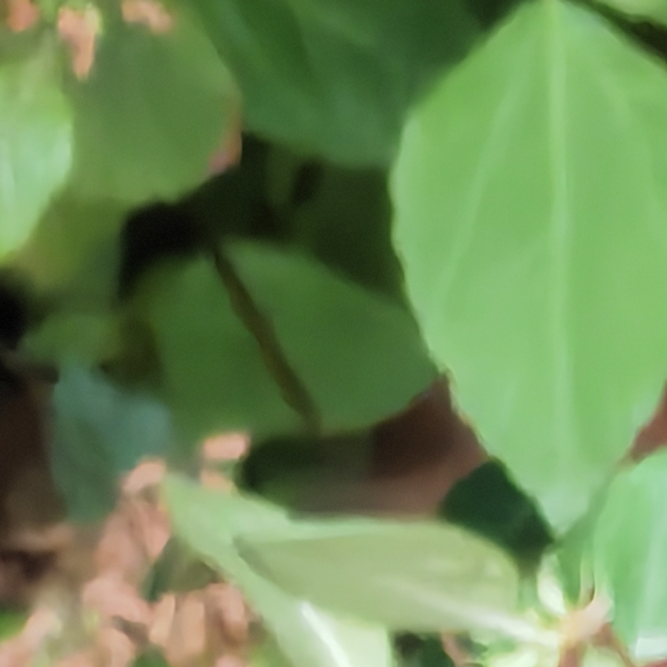 古诗文