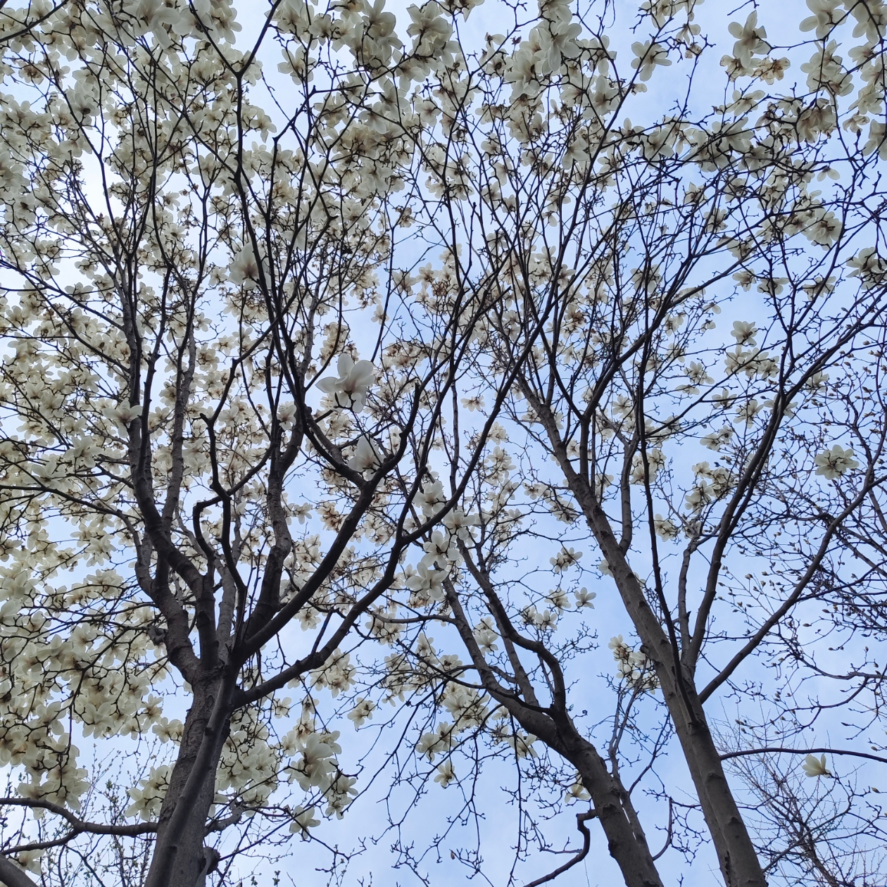 治愈散文风