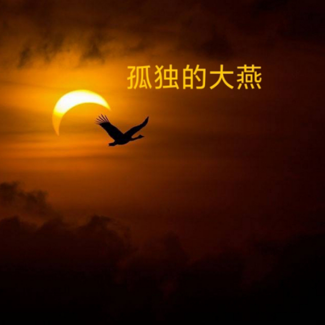 孤独的大雁
