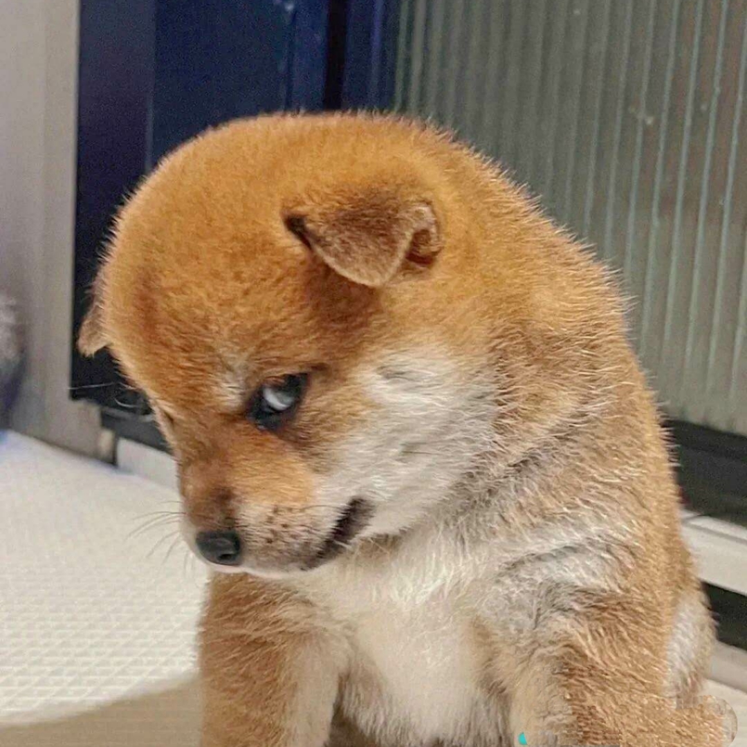 捧与逗