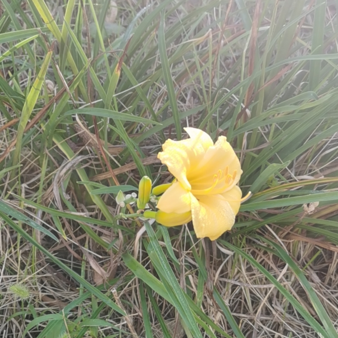 [宋] 范仲淹