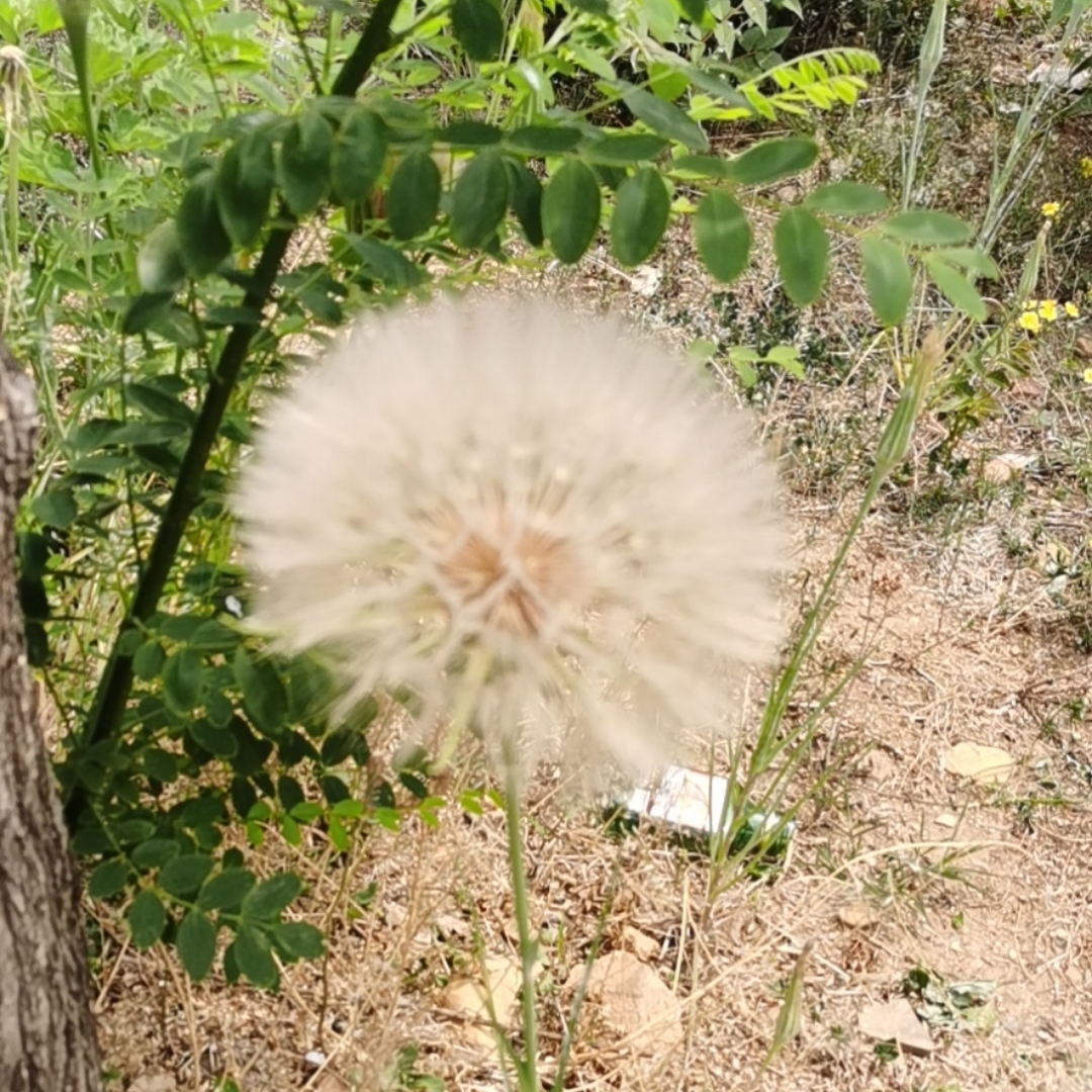 [唐] 王之涣