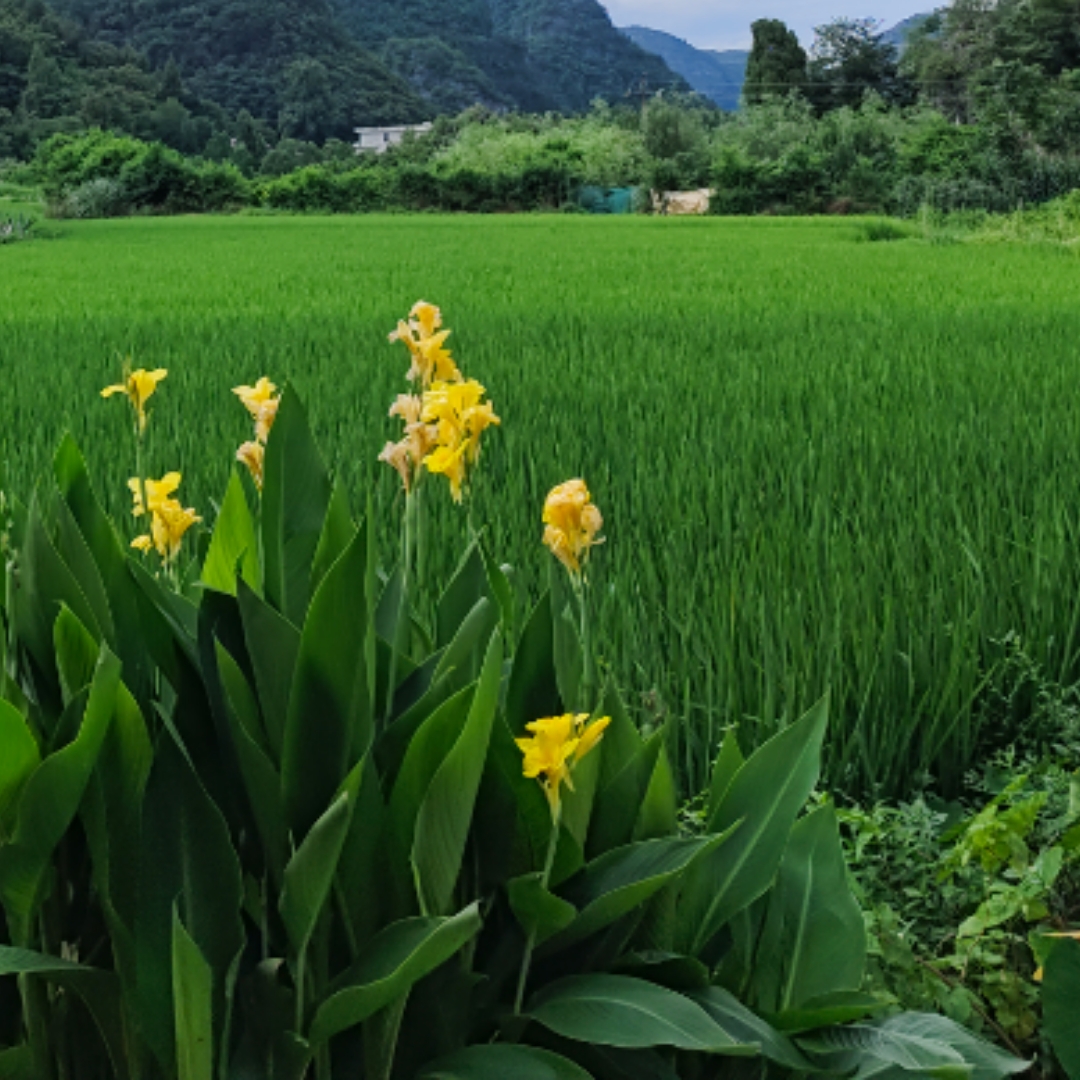 诗歌赏析