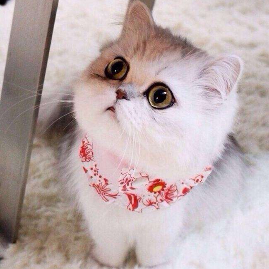 朗诵
