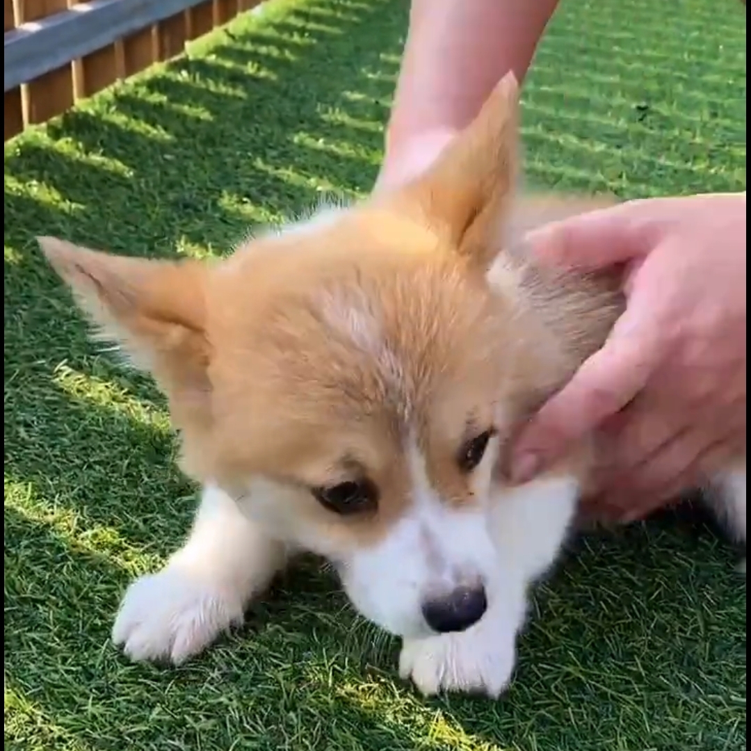 航宝宝