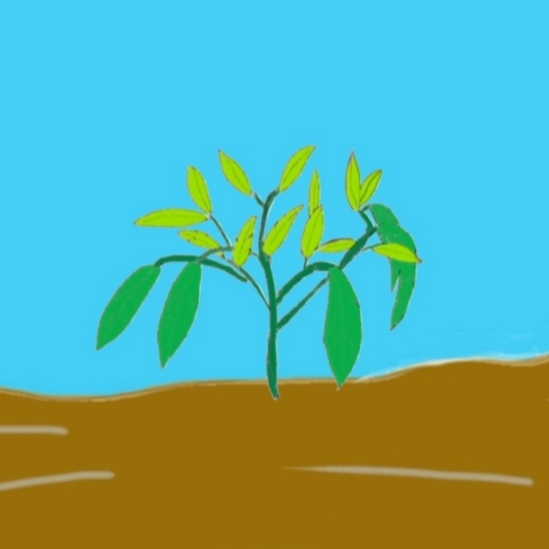 植物百科