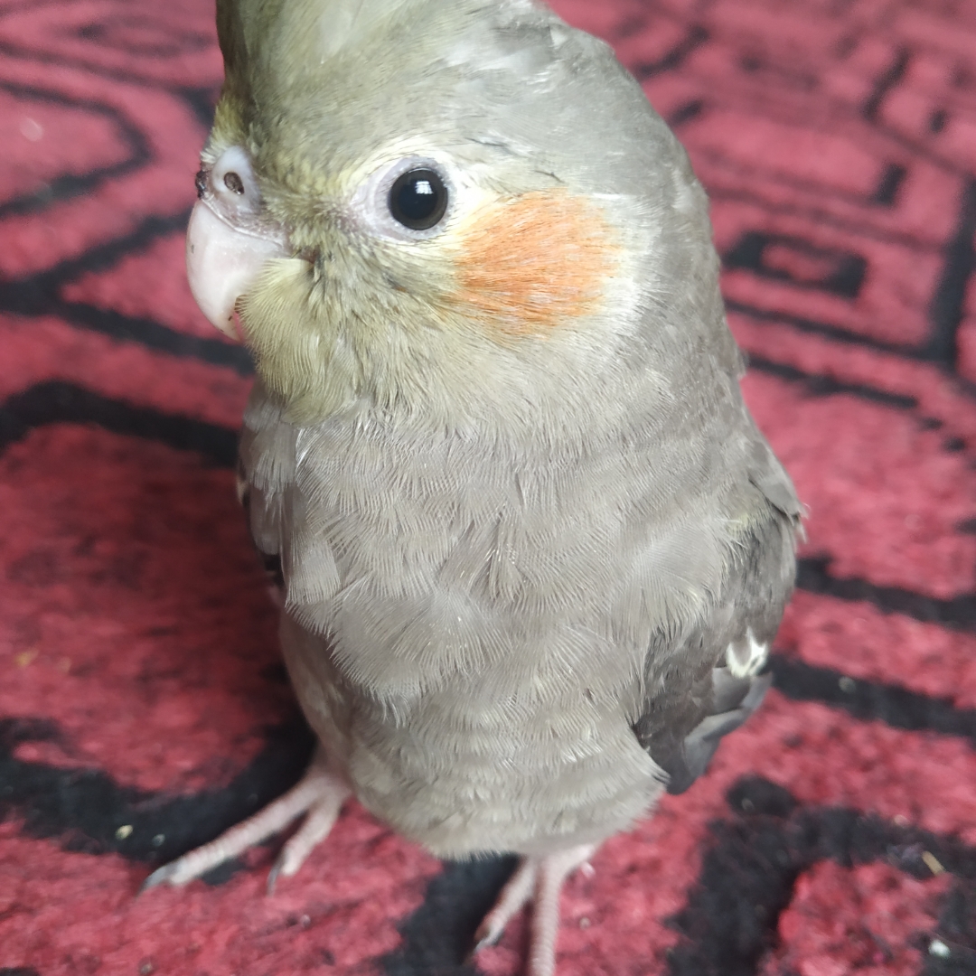 行者矿
