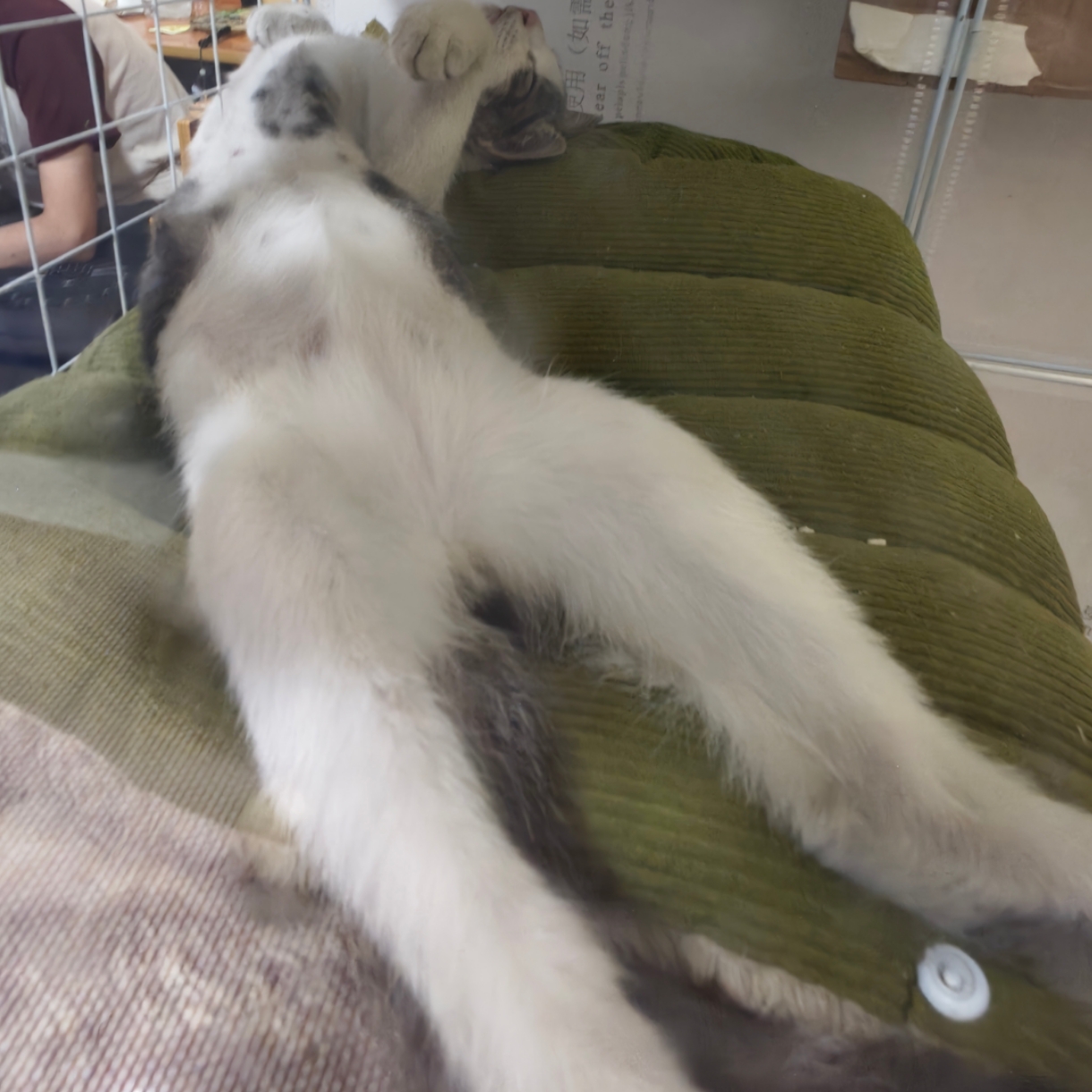 你好，我是猫条