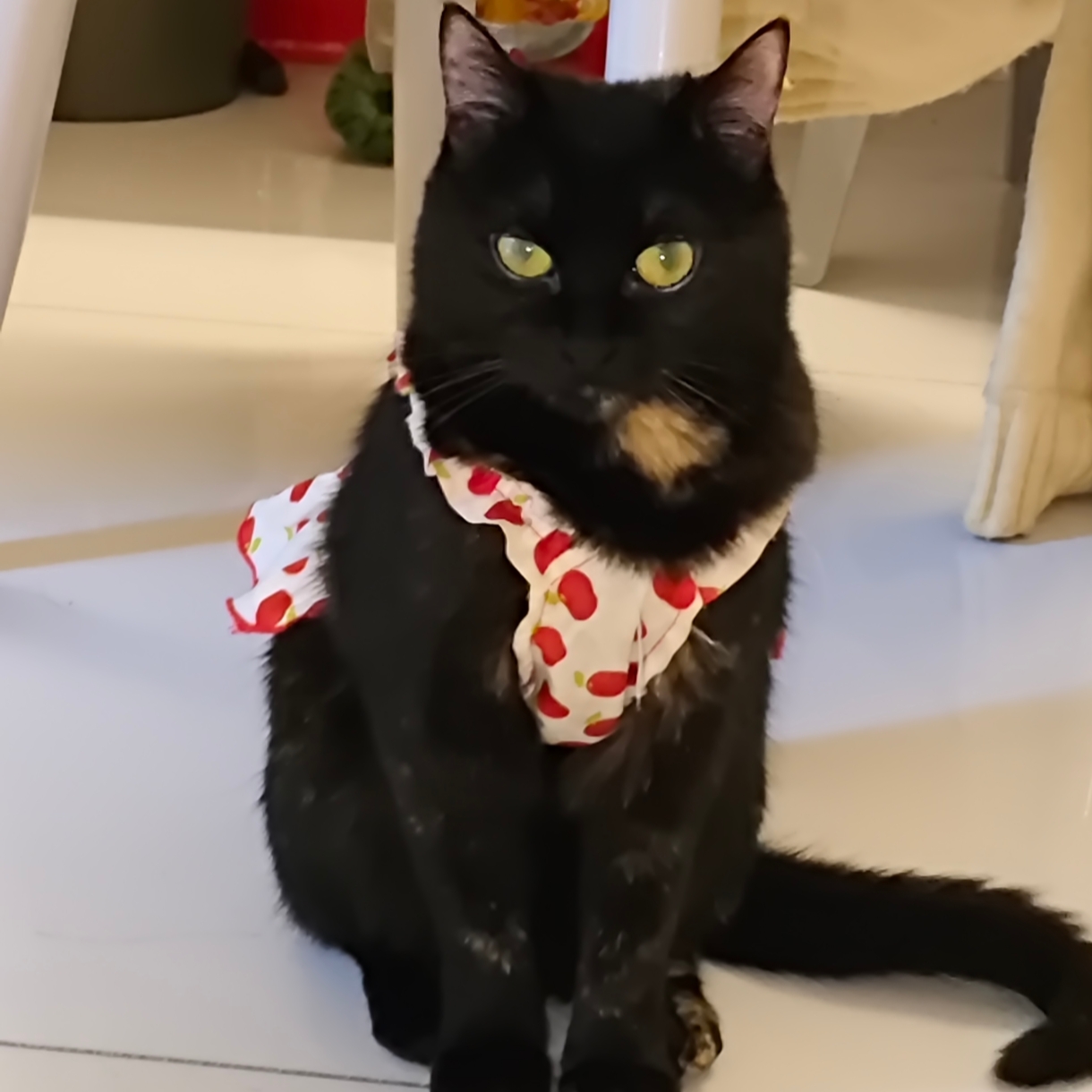 猫条