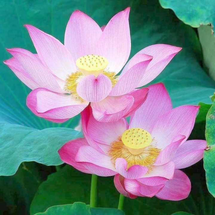缘来是你