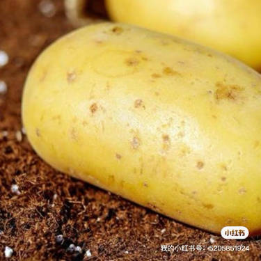 小土豆🥔