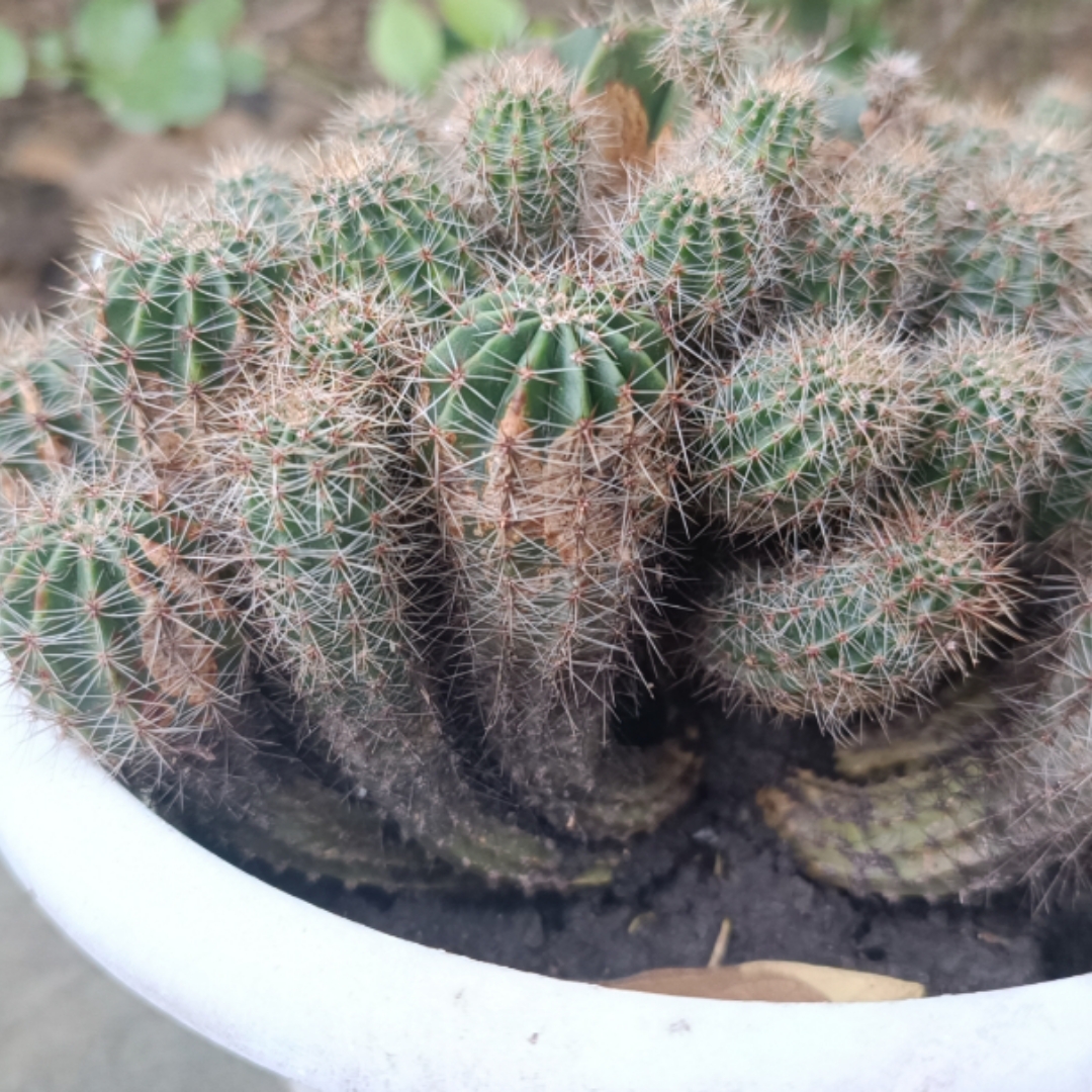 馮莘傑苒