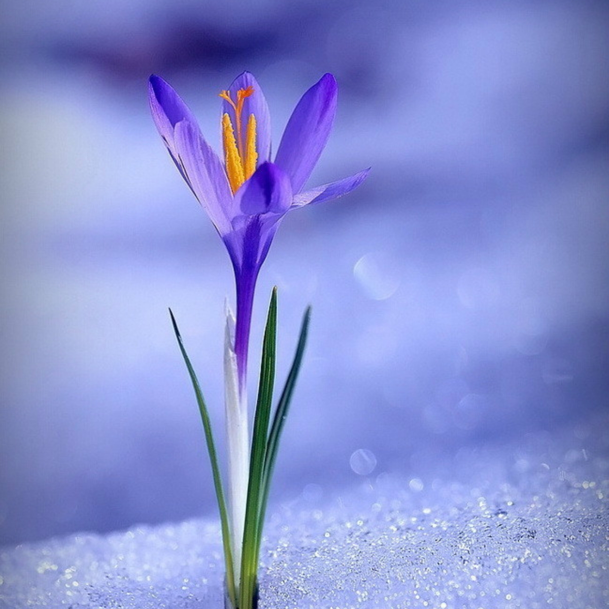百世流芬