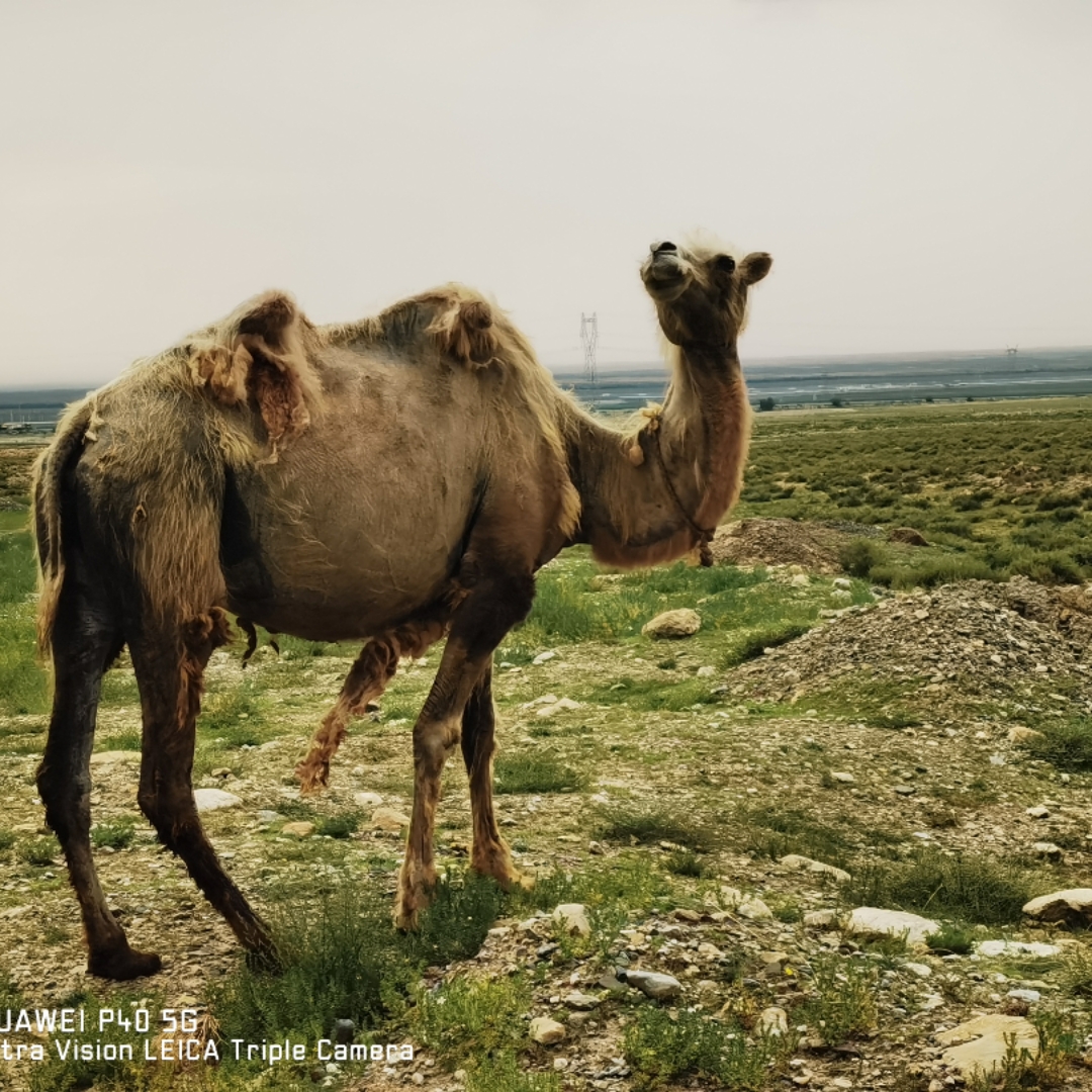 我是妈妈的小帮手