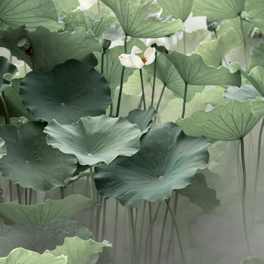 生生不息，野蛮生长。