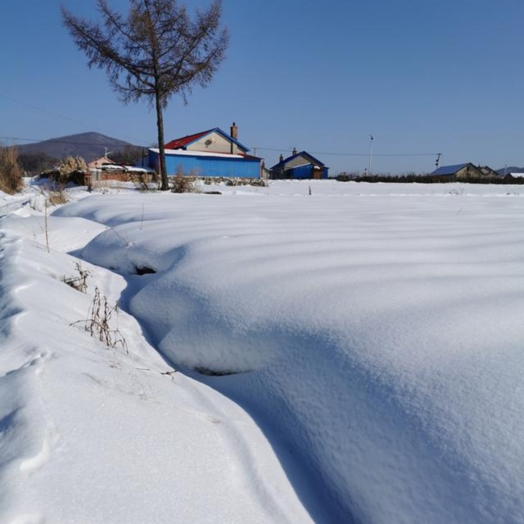 村西有树