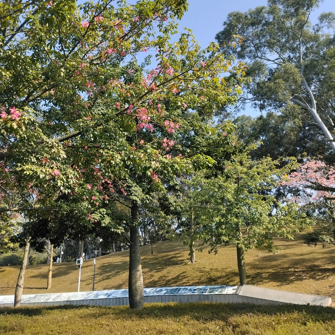 小路