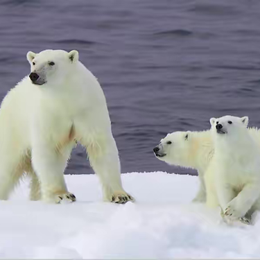 北极熊的“棉鞋”