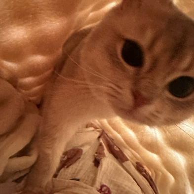 申论范文
