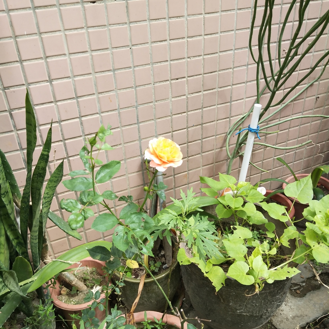 粤语