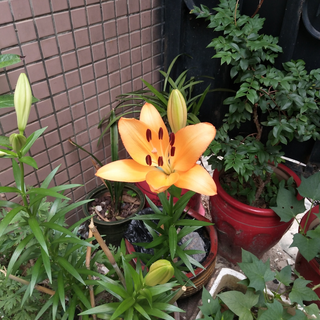 客家