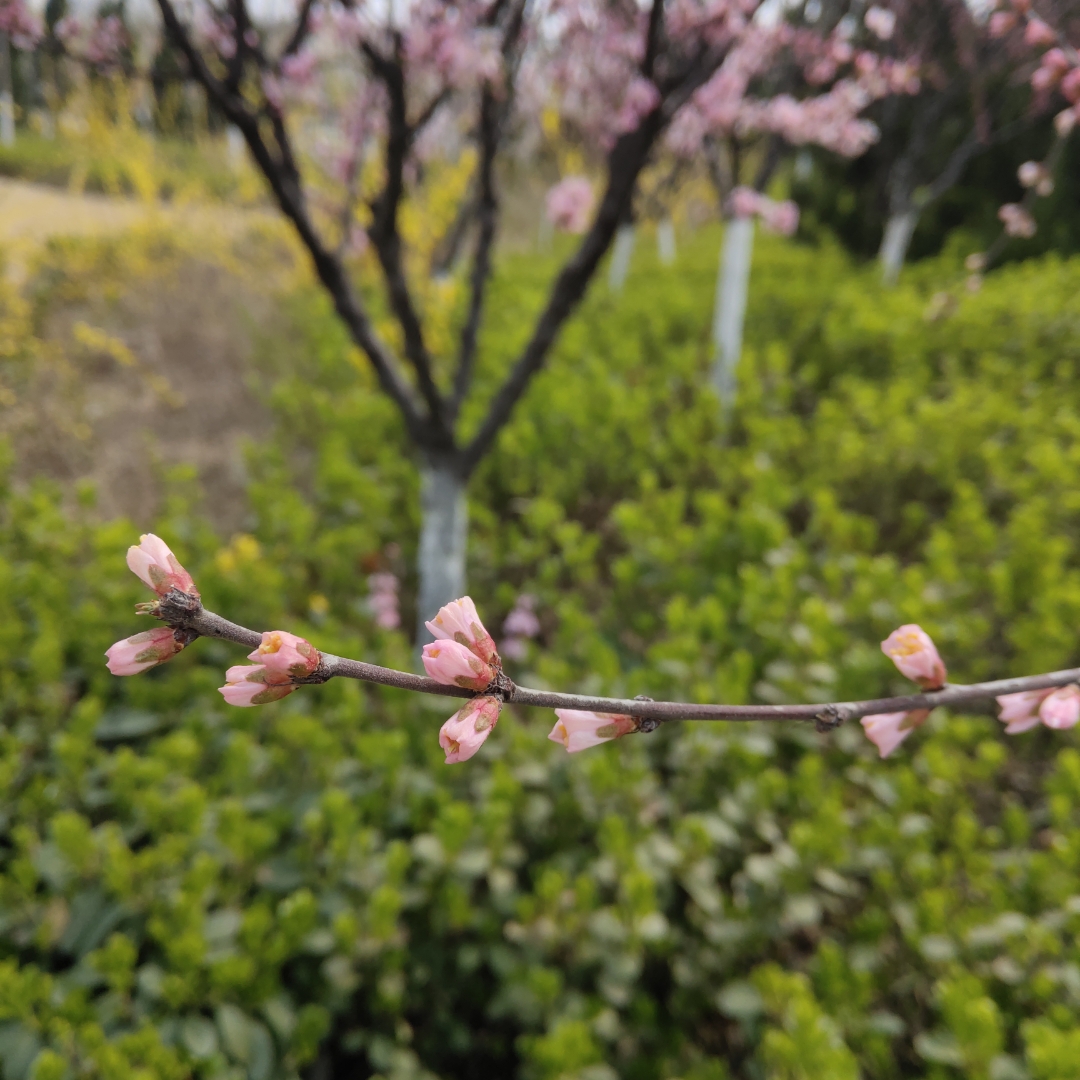 春晓