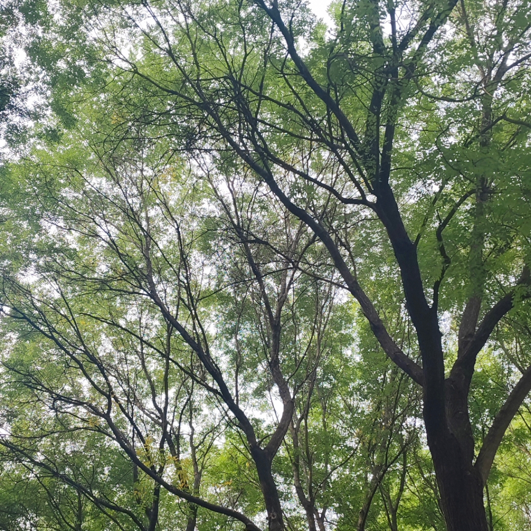 朝花夕拾