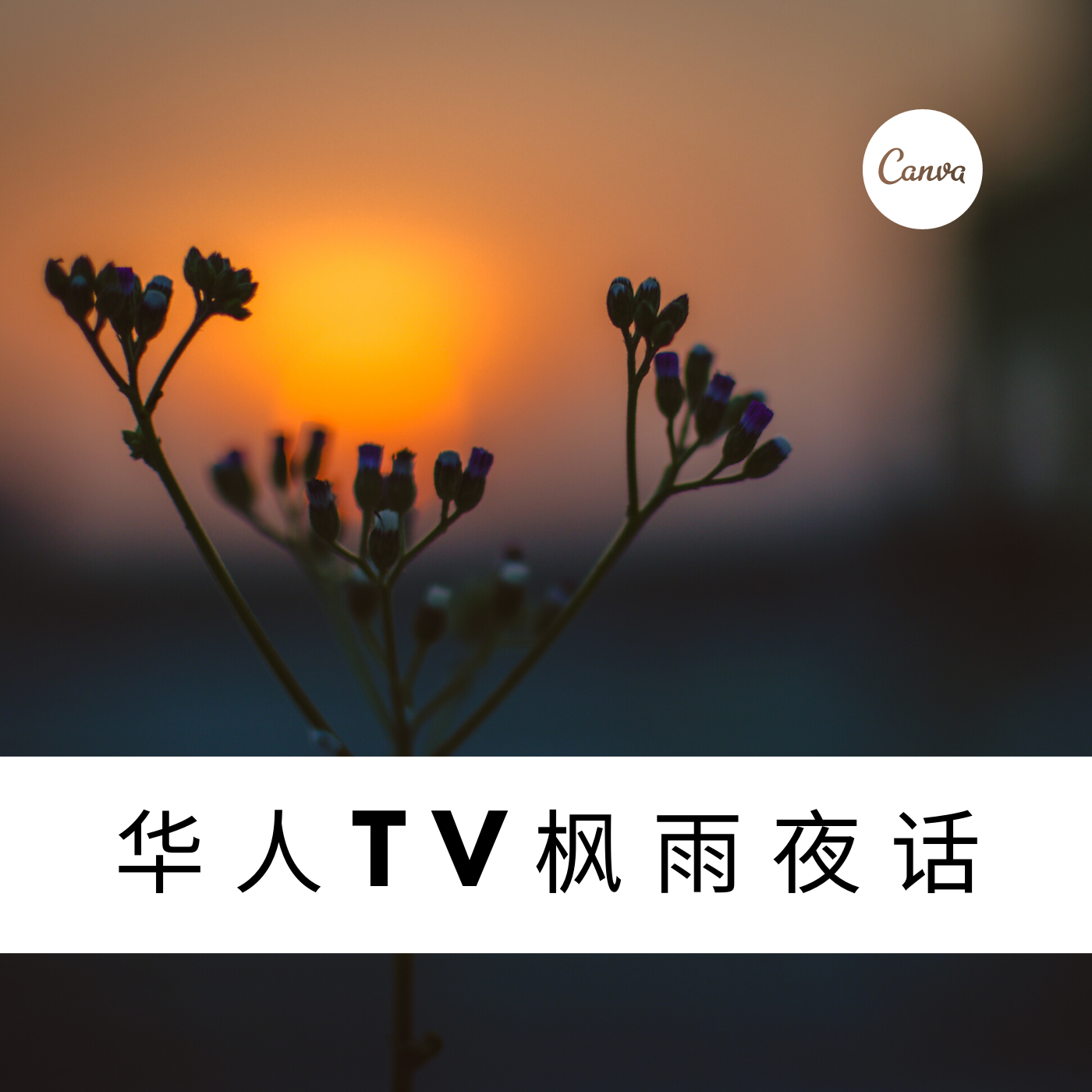 华人TV枫雨夜话