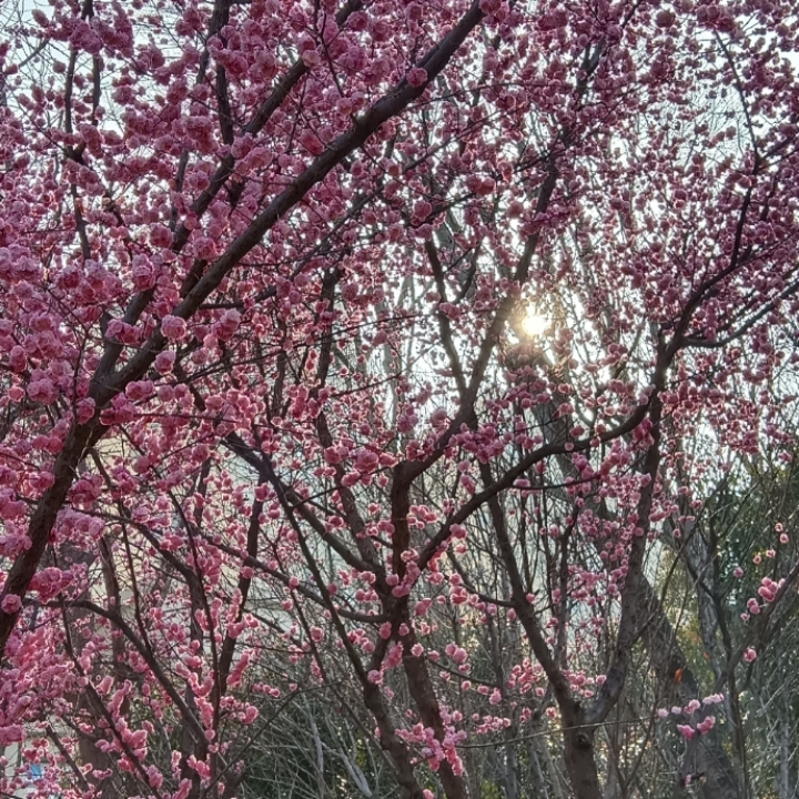 樱花仙子