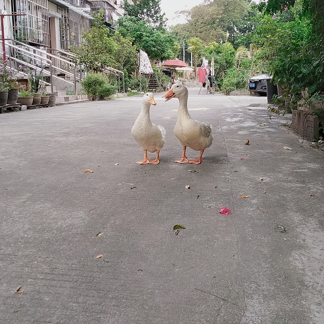 明月几时有