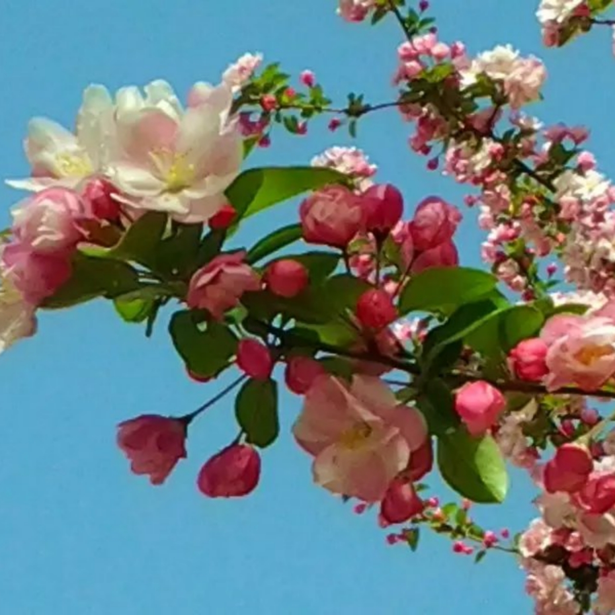 樱花语