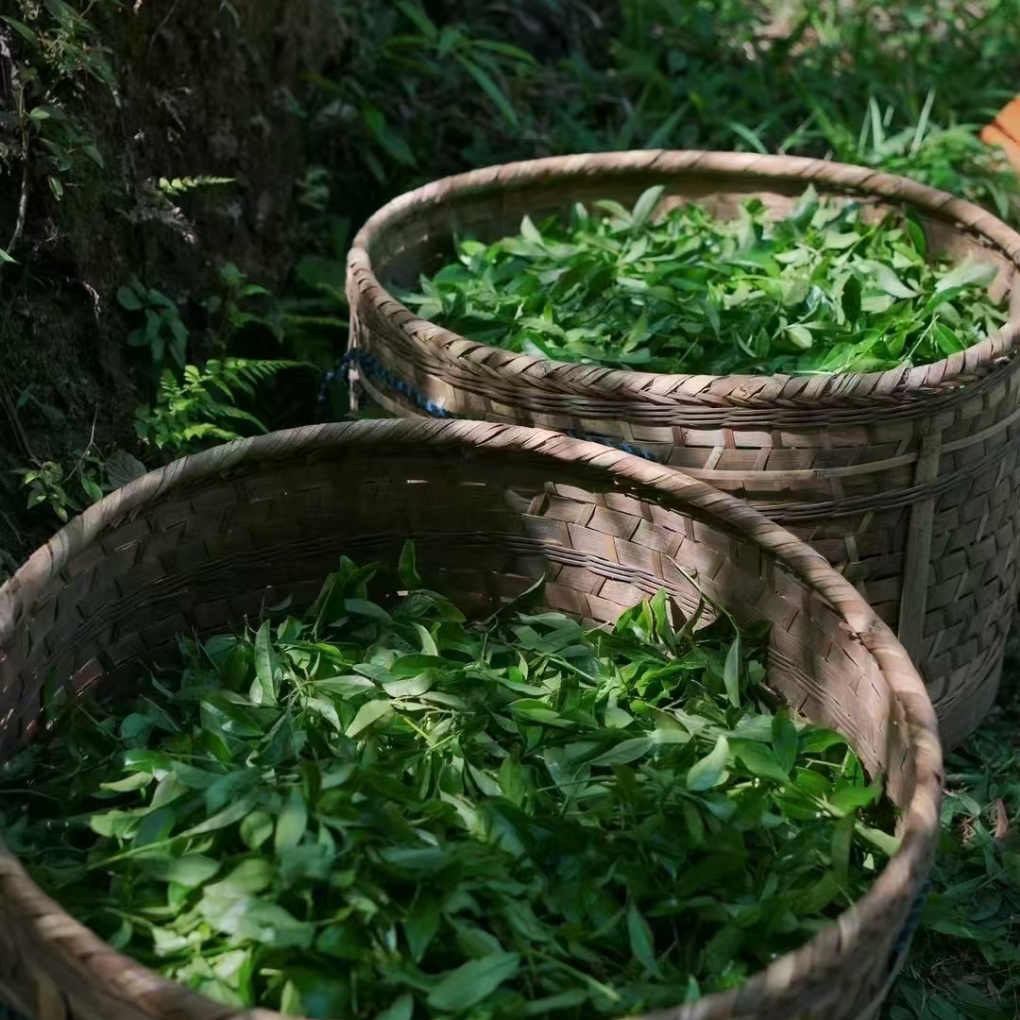 山里茶人