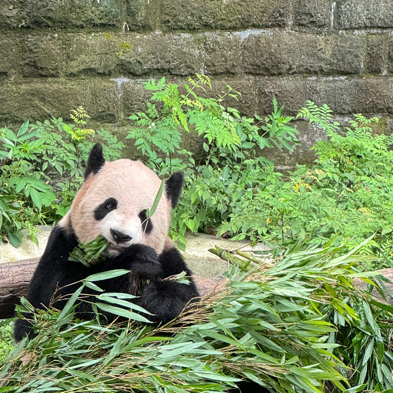 小样电台